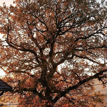 The Little Oak - Tiny House With Bed On Mezzanine & Terrace - From 1 To 4 P Disney, Paris & Cdg Pomponne Exterior foto