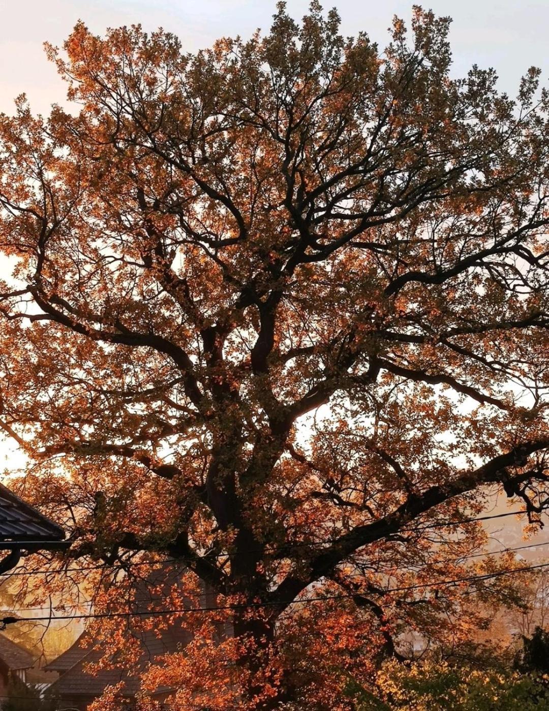 The Little Oak - Tiny House With Bed On Mezzanine & Terrace - From 1 To 4 P Disney, Paris & Cdg Pomponne